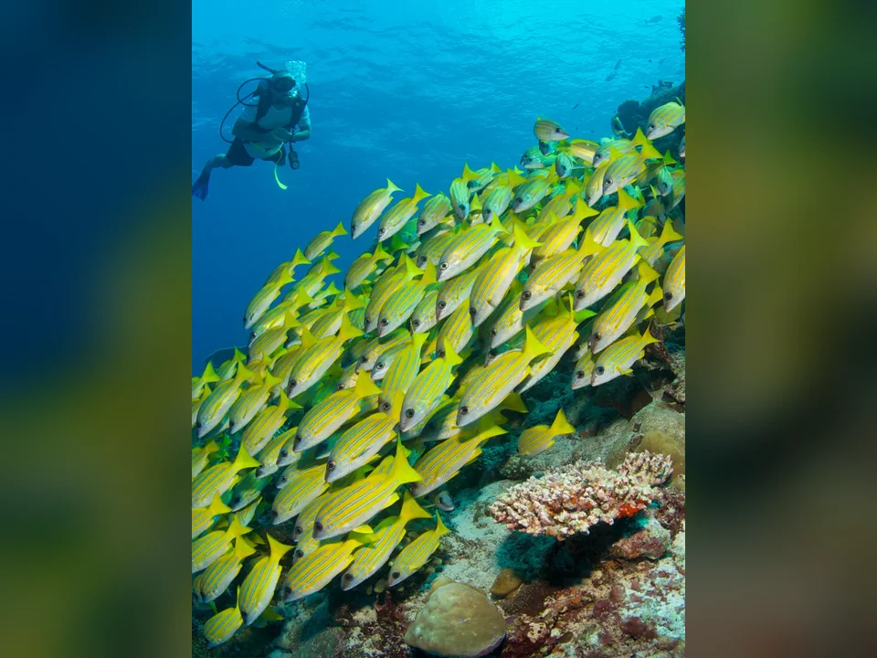 الغوص بين أسراب الأسماك في Six Senses Laamu