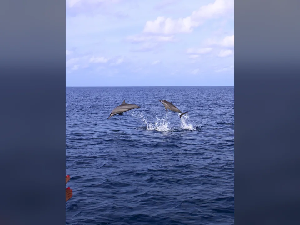 رحلة مشاهدة الدلافين في Laamu