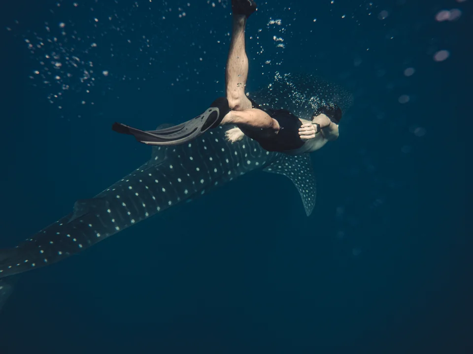 رحلة مشاهدة قرش الحوت من Vilu Reef